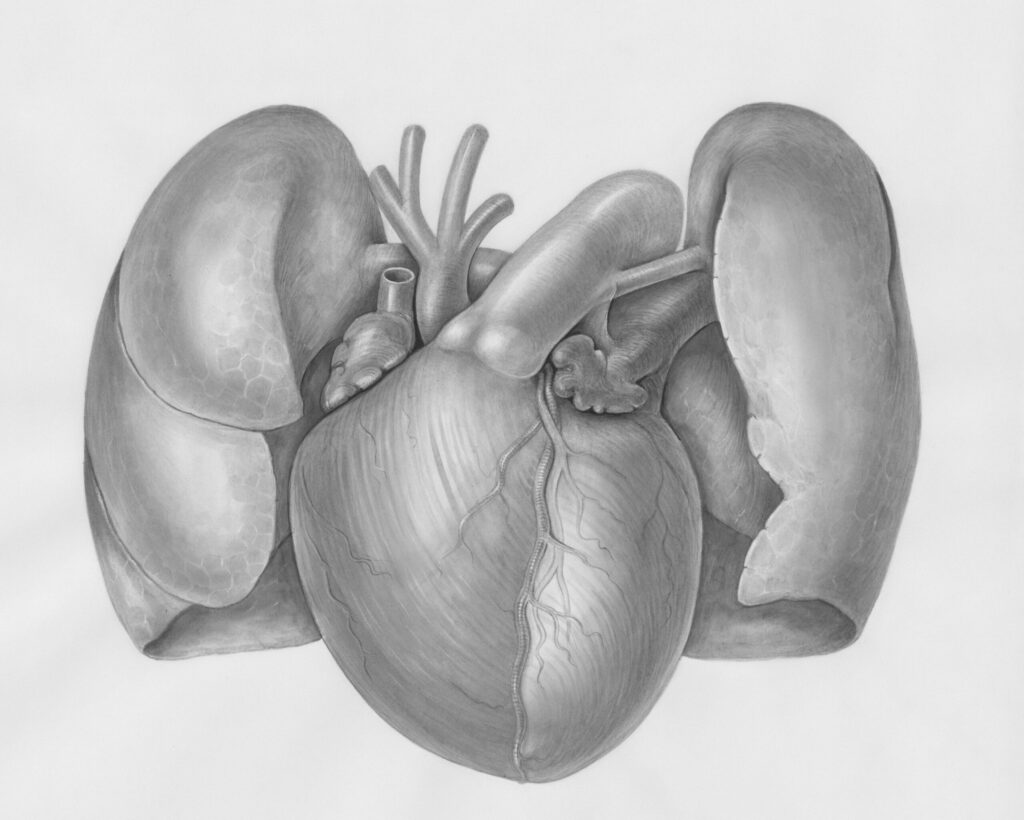 nikolas What is a Diaphragmatic Hernia Causes, Symptoms, and Treatment