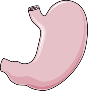 nikolas 22The Invisible Deficiency Why Autoimmune Gastritis is Often Mistaken for Simple Fatigue